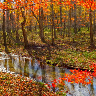 秋楓紅北海道雙溫泉5日.(全程無自理餐)洞爺湖.紅色掃帚草.神仙沼.定山溪紅葉.旭山動物 奶酪手作體驗.三大蟹吃到飽