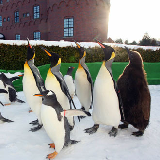 【線上旅展熱賣】北海道白老波羅多5日.升等大倉日航.百萬函館山纜車.尼克斯企鵝.朝市散策.小樽運河.長腳蟹饗宴