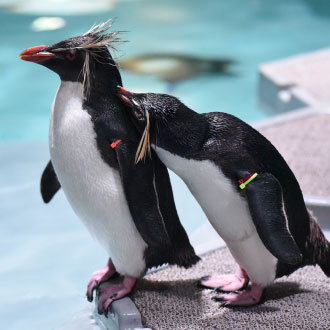 酷夢幻北海道雙溫泉7日.函館百萬夜景纜車.忍者時代村.AOAO爆萌企鵝.小樽運河遊船.萌熊牧場.頭大佛殿.敘敘苑燒肉