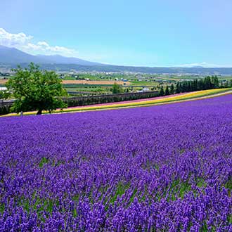 【第二人折兩千】艷夏北海道富良野薰衣草三溫泉5日.四季彩之丘.函館夜景纜車.尼克斯海洋企鵝.花田車.哈密瓜吃到飽