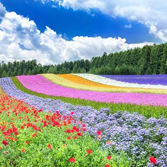 北海道花之浮島禮文+利尻雙島7日.稚內冰雪之門.留萌花田家番屋.紫薰富良野.最北端宗谷岬.海膽美食.三大螃蟹食放題