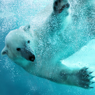北海道溫泉5日.熱汽球體驗.旭山動物園.富田農場.森林精靈露台.花茶DIY.升級三大蟹吃到飽