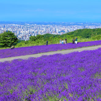 高雄出發紫薰北海道雙溫泉5日.採果樂.美瑛富良野.薰衣草花田列車.旭山動物園.萌熊牧場.有珠山纜車.三大蟹+哈密瓜吃到飽