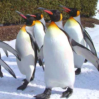 星宇雪夢幻北海道5日.企鵝遊行.大沼雪上三合一.萌熊牧場.函館百萬纜車.浪漫小樽.洞爺湖.幸運小丑漢堡(函館進出)