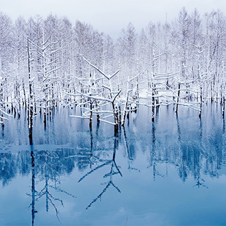 【限時限量】戲雪北海道雙溫泉5日.四季彩丘雪樂園三合一.銀白樹燈節.尼克斯海洋企鵝遊行.青池秘境.浪漫雪小樽運河