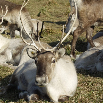 北海道花之浮島禮文+利尻雙島7日.稚內冰雪之門.留萌花田家番屋.紫薰富良野.最北端宗谷岬.海膽美食.三大螃蟹食放題