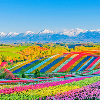 【兒童折萬】紫色北海道雙溫泉5日.哈密瓜吃到飽.璀璨洞爺花火.富良野花田.美瑛青池.爆萌企鵝.長腳蟹.燒烤美食饗宴長腳蟹.燒烤美食饗宴