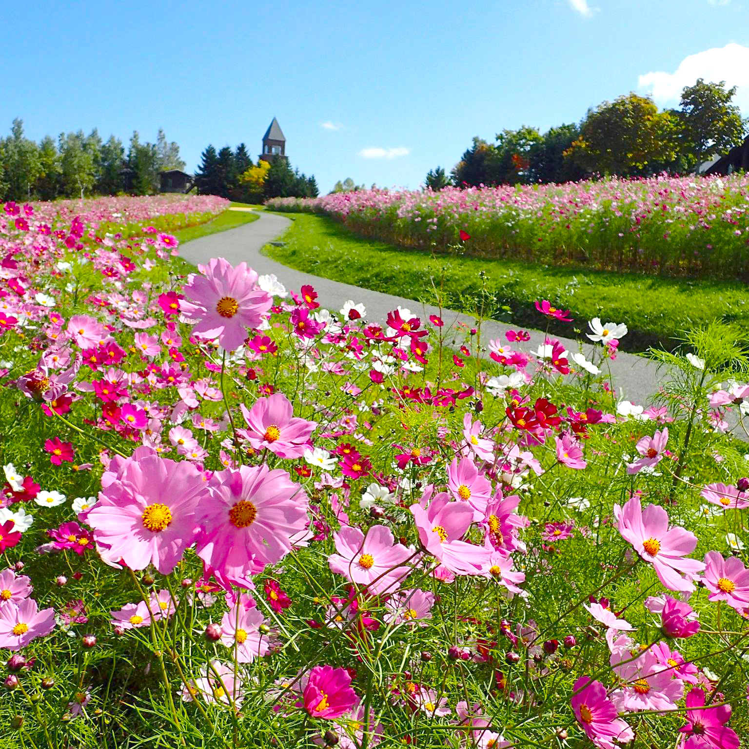 【熱賣】北海道夢幻花之旅7日~鈴蘭山谷.企鵝萌寵.富良野美瑛花田.洞爺湖花火.奇幻步道.雙溫泉.三大螃蟹吃到飽(千千)