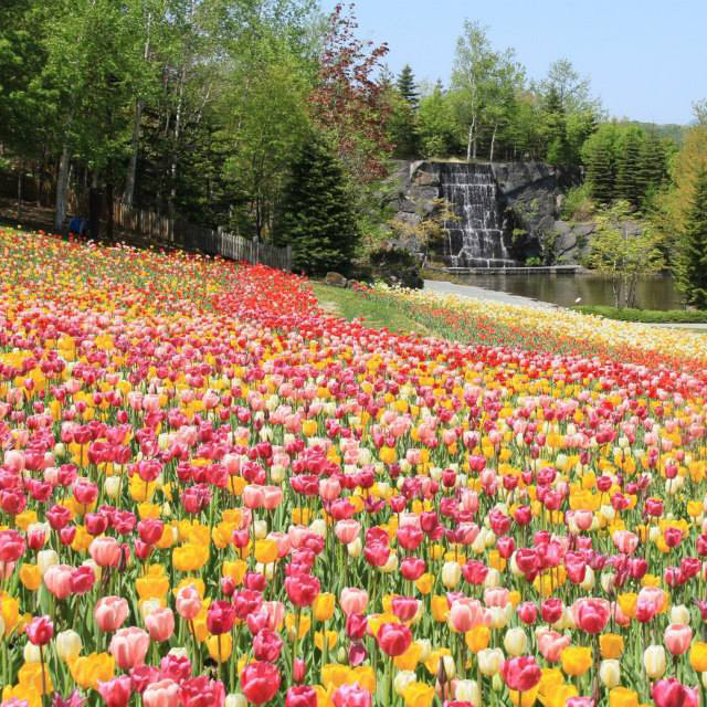 愛上北海道雙溫泉5日.鈴蘭山谷花香.可愛企鵝.富良野美瑛花田.萌熊牧場.洞爺花火.奇幻步道.浪漫小樽.三大螃蟹吃到飽