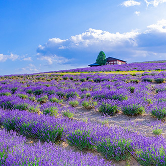超值亞航.北海道富良野花田溫泉7日.尼克斯可愛企鵝.水中玻璃底船.四季彩之丘.萌萌草泥馬.函館百萬夜景.星型五稜廓