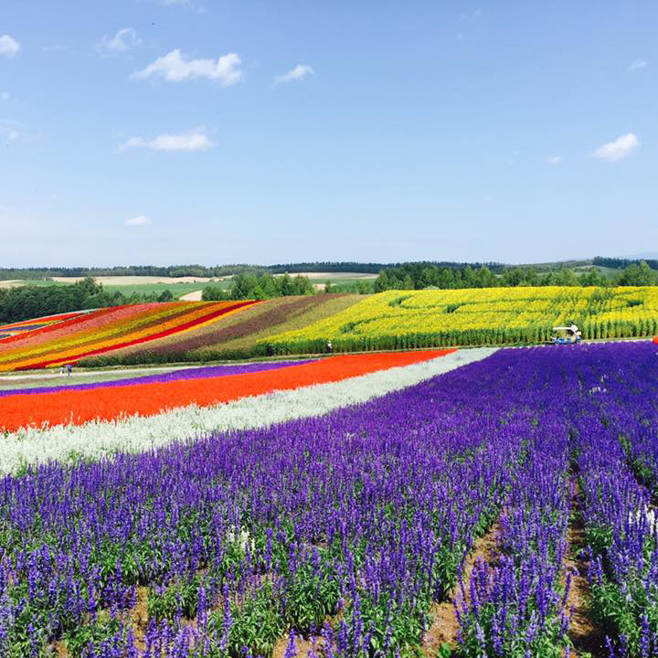 紫艷北海道採果樂6日.尼克斯海洋公園.美瑛富良野薰衣草.旭山動物園.萌熊牧場.三大蟹+哈密瓜吃到飽(入住三溫泉)