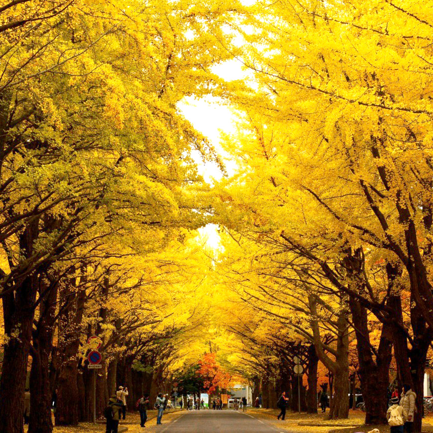 【秋季旅展】北海道6日.層雲峽.雪白美瑛秘境青池.尼克斯企鵝.浪漫雪小樽.加贈螃蟹吃到飽