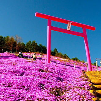 浪漫粉紅北海道芝櫻5日.熱氣球體驗.旭山動物園.上湧別鬱金香.阿寒湖遊船.丹頂鶴公園.釧路濕原.三大蟹美食.三溫泉