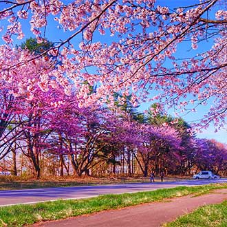 戀上櫻花道南漁火列車北海道5日.洞爺花火.函館百萬夜景.企鵝遊行.櫻花隧道.三大螃蟹.溫泉美食