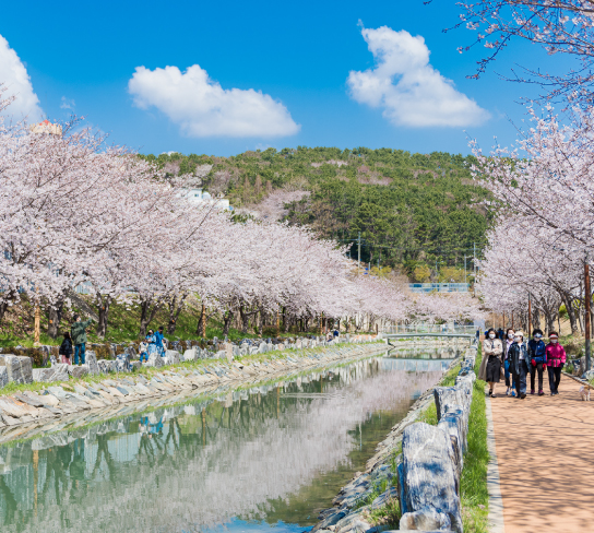 春櫻花開濟州島５日.典農路櫻花隧道.鹿山路花海.海水三溫暖.海鮮鮑魚鍋.黑毛烤肉吃到飽(不進保肝)
