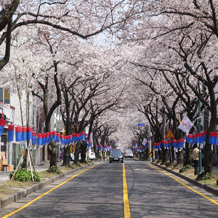 【春季旅展報名現折1000/春季限定】春濟賞粉櫻5日~典農路櫻花隧道.山茶花之丘.鹿山路.涯月長田里櫻花隧道