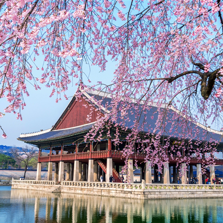 【春季限定/高雄出發】花舞粉櫻首爾5日~賞櫻名所.頂級雲端仙境汗蒸幕.秘境瀑布咖啡廳.櫻花公園.澎派海鮮火鍋