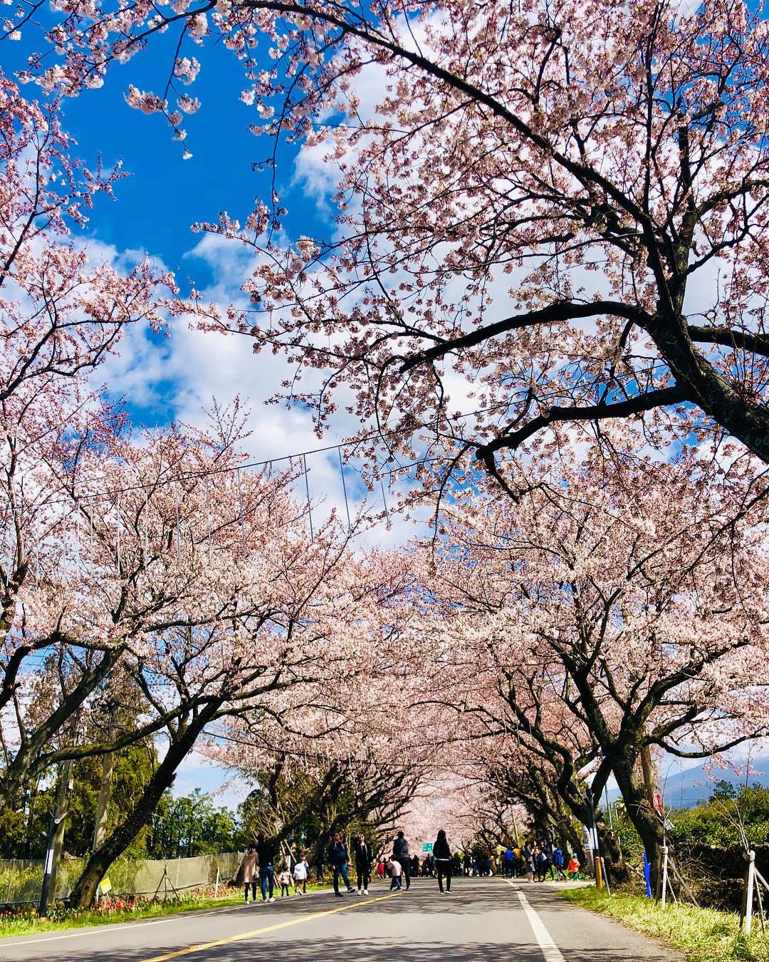 <春季限定>春濟賞粉櫻５日(彩妝1站)~典農路櫻花隧道.山茶花之丘.鹿山路.涯月長田里櫻花隧道.觀音寺.黑毛豬烤肉吃到飽