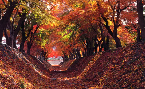 【高雄出發】東京紅葉名所6日 【高雄出發】東京紅葉名所6日