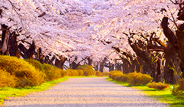 旅遊家 賞櫻限定東北夢幻-奧入瀨溪流.弘前城.猊鼻溪遊船.角館.秋田列車.北上櫻並木.美食饗宴5日(保證入住:花卷飯店)