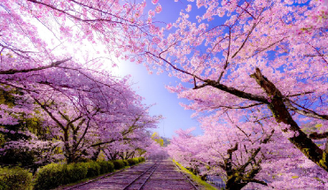 旅遊家 【早鳥每人折1000】超印粉櫻京都5日～東寺夜櫻.夢幻粉櫻背割堤.米其林料理.舞洲粉蝶花海.櫻花隧道蹴上鐵道