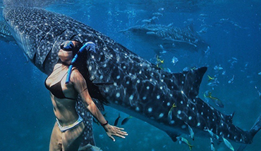 旅遊家 系列團～超值宿霧+與鯨共游5日(含稅簽)