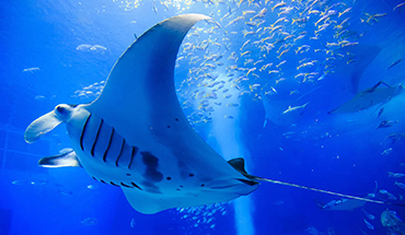 旅遊家 超印夢幻沖繩～美之海水族館.半潛水艇.山原恐龍世界.系滿魚市場.絕美星野海景下午茶5日(一晚海邊住宿)