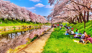 旅遊家 北陸櫻吹雪6日.松川遊船.新境川櫻花道.足羽川隧道.合掌村.名花之里.溫泉饗宴